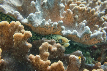 Moray eel hiding in coral reef looking for food