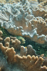 Moray eel hiding in coral reef looking for food