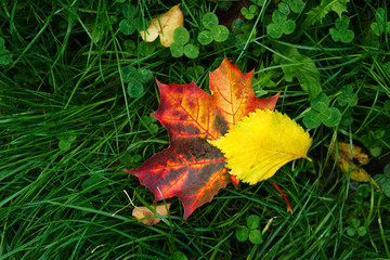 Large fallen red maple leaf on green grass in the park. Colorful foliage in the park. Falling leaves natural background. Autumn season concept