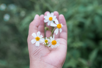 a little flowers in a girl hand