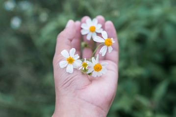 a little flowers in a girl hand