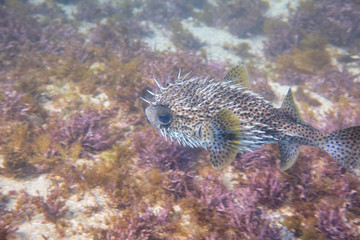 Porcupine puffer fish swimming in blue water and coral reef