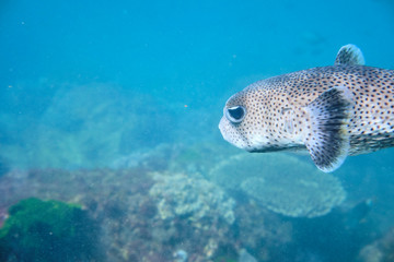 Wild puffer fish swimming in the ocean