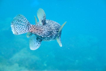 Porcupine puffer fish swimming in blue water and coral reef