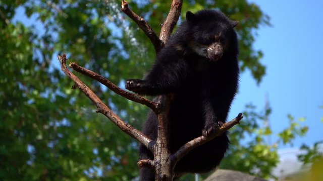 Bear is on Dry Tree Woods