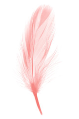 Beautiful soft pink feather flamingo isolated on white background