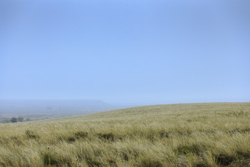 Where the Grass Blows