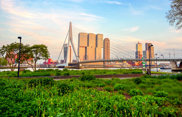Obraz premium A view of the Erasmusbrug (Erasmus Bridge) which connects the north and south parts of Rotterdam, the Netherlands.