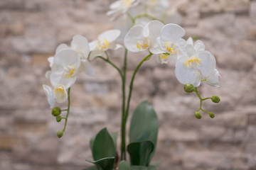 Orchid plant on a blurry rock texture background