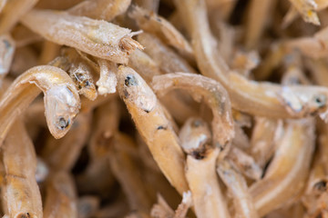 Sun dried anchovies used in Asian cuisine