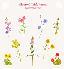 Watercolor field flowers. Set of elegant floral elements