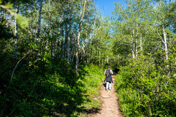 Obraz premium Man walking on Thomas Lakes Hike in Mt Sopris, Carbondale, Colorado in aspen forest on sunny day
