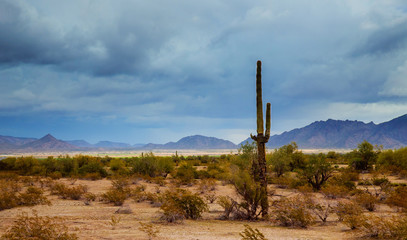 Arizona desert panorama landscape in saguaro cactus