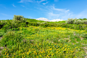 Fototapeta na wymiar Yellow dandelion flowers field meadow on Thomas Lakes Hike trail in Mt Sopris, Carbondale, Colorado with view of snow mt sopris