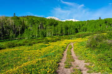 Obraz premium Yellow dandelion flowers field meadow along Thomas Lakes Hike trail in Mt Sopris, Carbondale, Colorado with view of snow mt sopris and footpath