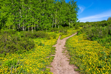 Fototapeta na wymiar Yellow dandelion flowers field meadow leading to aspen forest along Thomas Lakes Hike trail in Mt Sopris, Carbondale, Colorado with footpath