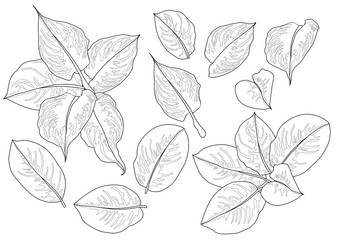 lined pattern leaves are a bouquet fresh on white background illustration vector