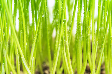 Naklejka na ściany i meble Close up of green grass with raindrop