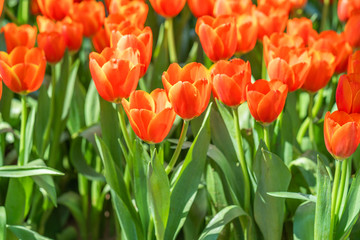 Red tulips in park garden
