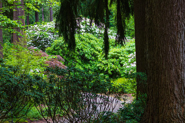 lush plant growth along walkway with tall towering trees