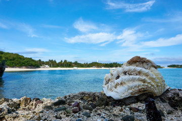 Obraz na płótnie Canvas Shell on the ground with Malapascua beach in background. Philippines