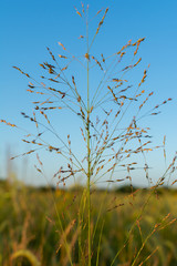 Summer Tallgrass