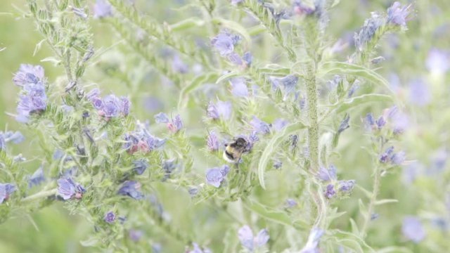Bumble bee working in nature.