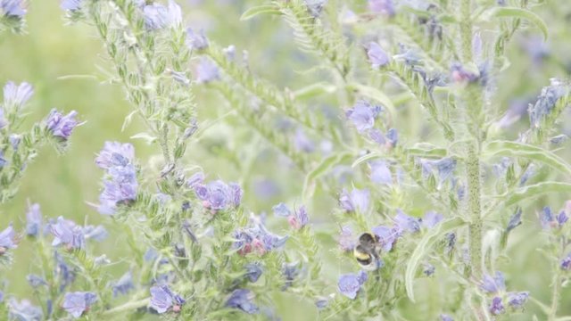 Bumble bee working on a flower