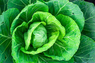 Fresh white cabbage leaves close-up from above. Organic food vegetables. Natural background.