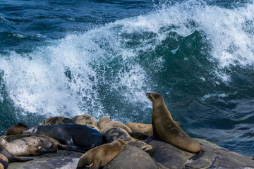 seals on rock at La Jolla Cove, San Diego, CA