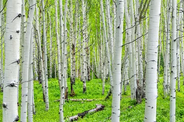 Foto auf Glas Aspen Waldbäume Muster im Sommer auf Kebler Pass in Colorado in den National Forest Park Bergen mit grüner Farbe © Kristina Blokhin