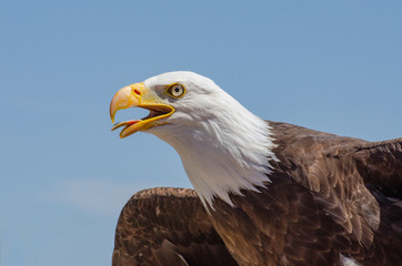 Bald Eagle starts to take flight