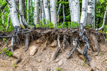 Aspen forest tree roots uprooted in summer on Kebler Pass in Colorado in National Forest park mountains with green color