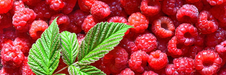 Lots of fresh harvested red ripe juicy sweet raspberry with green leaves. Background. Top view....