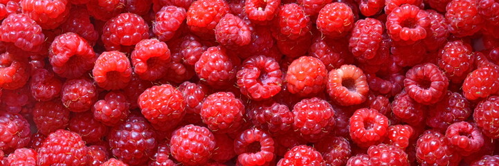 Lots of fresh harvested red ripe juicy sweet raspberry. Background. Top view. Wide angle berry...