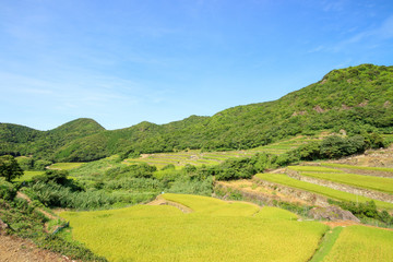 Fototapeta na wymiar 春日の棚田　長崎県平戸市　Nagasakiken Kasuga Rice terraces