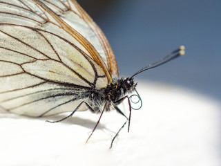 beautiful white butterfly macro portret