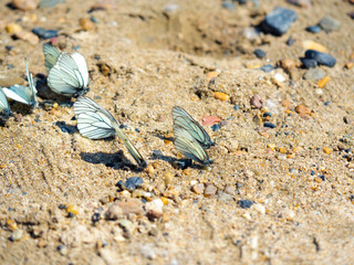 Group of beautiful white blackveined butterflyes on beach sand