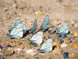 Fototapeta na wymiar Group of beautiful white blackveined butterflyes on beach sand
