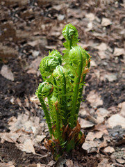 Young sprouts of fern. Unfolding new generation fern bud unfurling leaves © artsandra