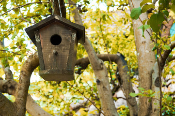 A brown wooden Birdhouse on the tree in the Autumn Forest. Beauty handmade houes nest for birds hanging on the tree branch with yellow leaves around. Round hole for the birds