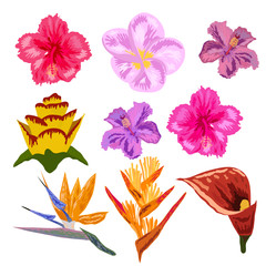 Tropical flowers collection. isolated elements on the white background.