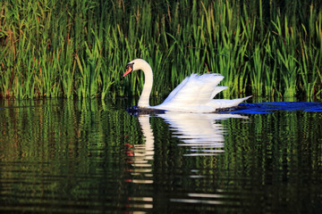 swans swim on the lake
