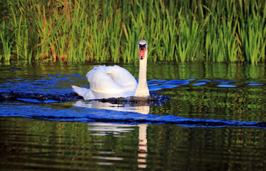 swans swim on the lake