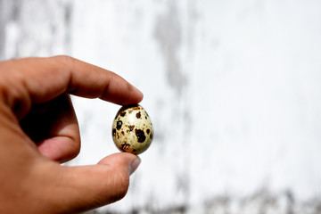 small Quail egg in the hand.