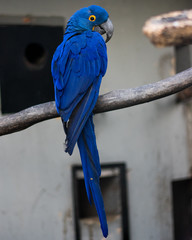blue and gold macaw © Francisco Cano