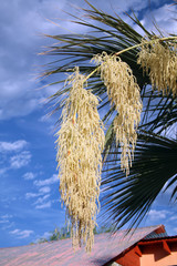 Palm