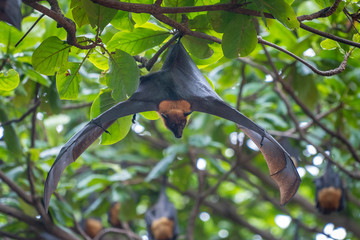 Lazy Sleepy Bats in Wat Pho Bang Klah, Thailand - 283444994