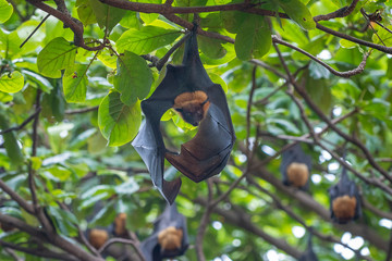 Lazy Sleepy Bats in Wat Pho Bang Klah, Thailand - 283445304