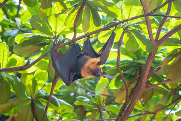 Lazy Sleepy Bats in Wat Pho Bang Klah, Thailand - 283445352